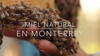 tiendas de miel pura de abeja en monterrey Miel Natural en Monterrey