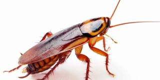 Entre los insectos rastreros más famosos tenemos: cucarachas, hormigas, chinches, arañas, pulgas, etc...