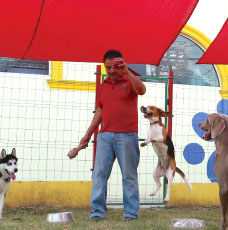 alojamientos perros monterrey The Royal PetsHotel