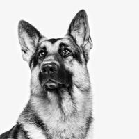 dog breeders in monterrey Royal Canin