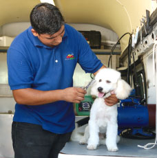 hoteles animales monterrey The Royal PetsHotel