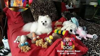 guarderia perros monterrey LUV U DOG Hotel Canino Real MTY