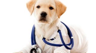 HOSPITAL VETERINARIO DR. SERNA - vacunas