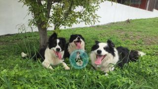 criaderos de border collie en monterrey Border Collie Monterrey